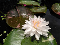 Painted Lady <br> Medium Hardy Waterlily <br> - pondmegastore