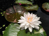 'Painted Lady' <br> Medium-Large Hardy Waterlily