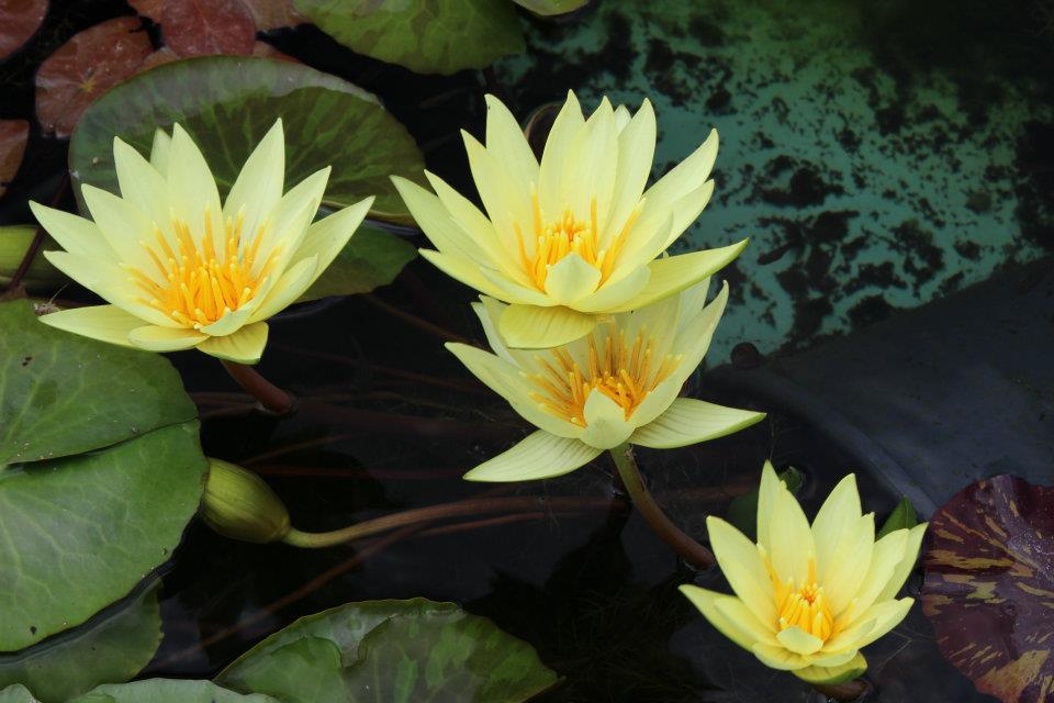 St. Louis Gold Waterlily <br> Medium, Day Bloomer - pondmegastore
