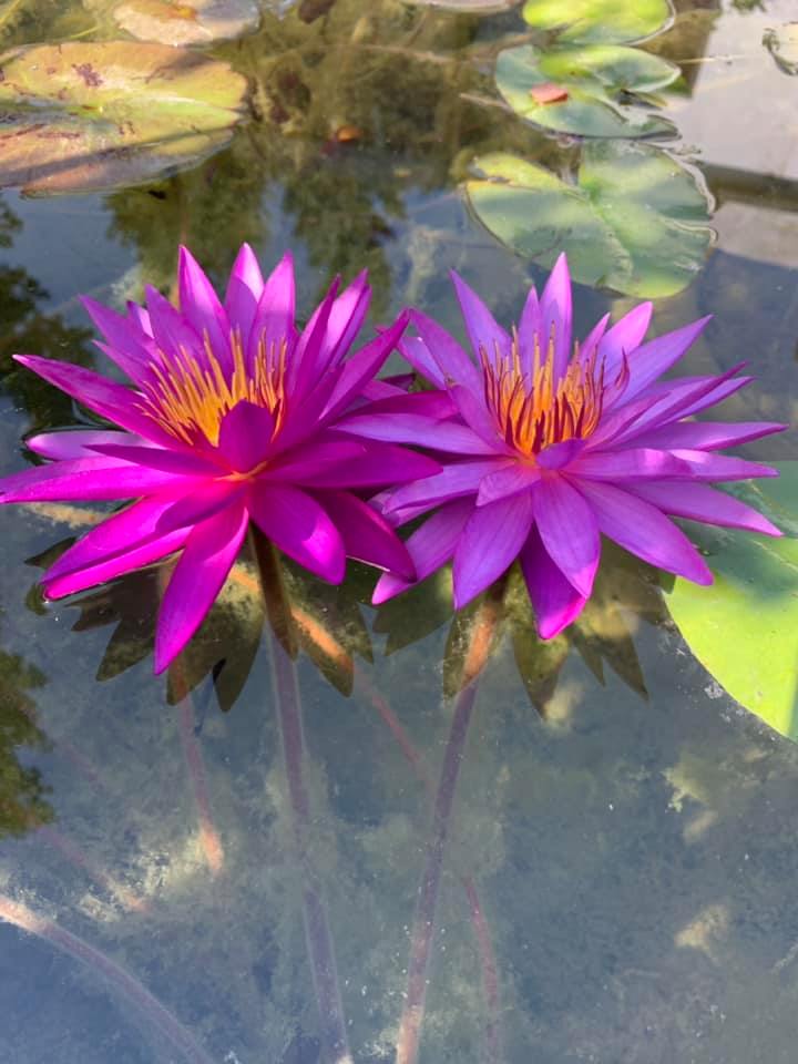 Detective Erika Water Lily. Heavy Blooming Purple Large Hardy Water Lily  for sale now! – Pond Megastore