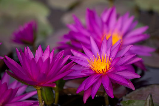 Detective Erika Water Lily <br> Large Hardy Water Lily <br> (More for Sale May 30th 2020) - pondmegastore