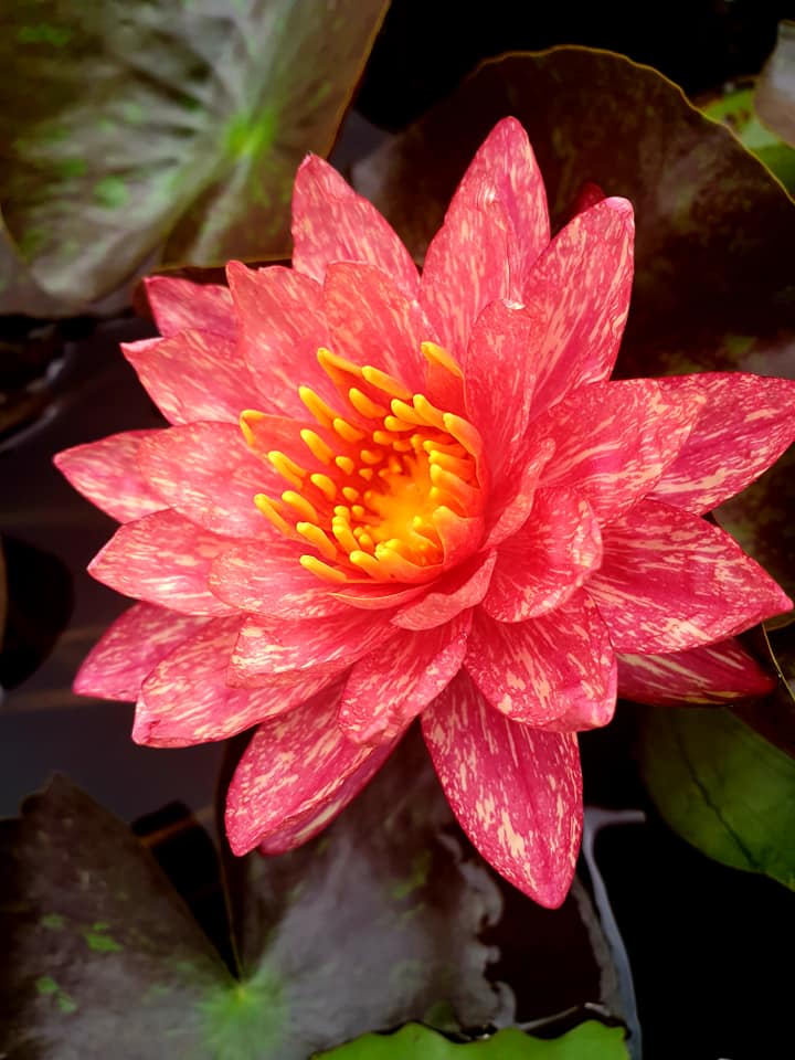 Wanvisa Waterlily <br> Medium Hardy Water Lily <br> Award Winner! - pondmegastore