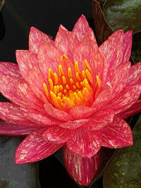 Wanvisa Waterlily <br> Medium Hardy Water Lily <br> Award Winner! - pondmegastore