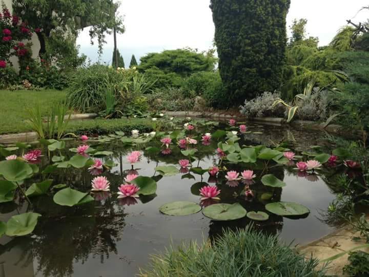 PondGro Pond Plant & Water Lily Containers - Pond Megastore
