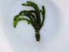 Anacharis (elodea densa)  <br> Great Oxygenating plant and Tadpole food <br> Sold by the bunch 6 stems each