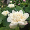 A Fortune In Flowers Lotus <br> Tall - Heavy Bloomer!