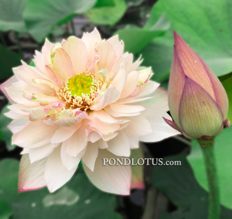 A Fortune In Flowers Lotus <br> Tall - Heavy Bloomer!