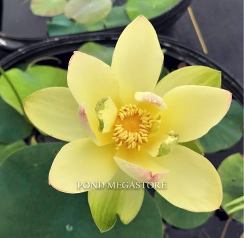 Ai Jiangnan Lotus <br> Mediuml / Sunny-Yellow!