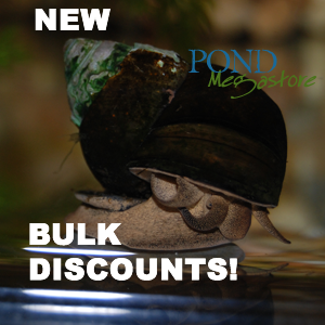 Trapdoor Pond Snails <br> (Bulk Quantity) From the fishery <br> Ships all year - pondmegastore