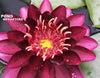 Almost Black Waterlily<br> Very Deep Red !