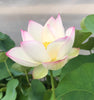 American Three Color Lotus <br> Medium / Heavy Bloomer!