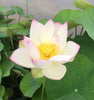 American Three Color Lotus <br> Medium / Heavy Bloomer!