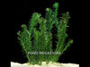 Anacharis (Elodea) <br> Sold by the bunch,