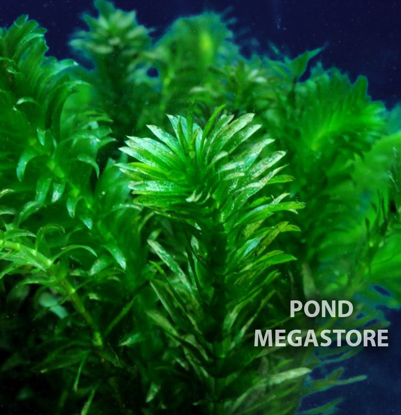 Anacharis Elodea For Sale, Buy the submerged oxygenating Pond Plant Anacharis – Pond Megastore