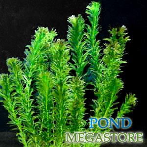 Anacharis (elodea densa)  <br> Great Oxygenating plant and Tadpole food <br> Ships March through June