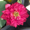 Ancient Capital Maple Leaf Lotus <br> Tall - Magenta-Red Flowers!