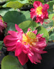 Ancient Capital Maple Leaf Lotus <br> Tall - Magenta-Red Flowers!