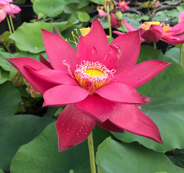 Nelumbo Nucifera 'Rosy Clouds' Lotus (Bare Root)