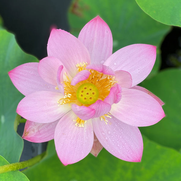 Ancient Chinese Lotus <br> Tall - Adds beauty and grace!