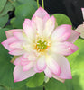 Apricot Pink #13 Lotus <br> Dwarf-Medium / Soft shades of pink!