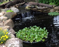 Nycon Floating Plant/Koi fish Barrier<br> (4 Sizes to choose from) <br> Protect floating plants from koi - pondmegastore