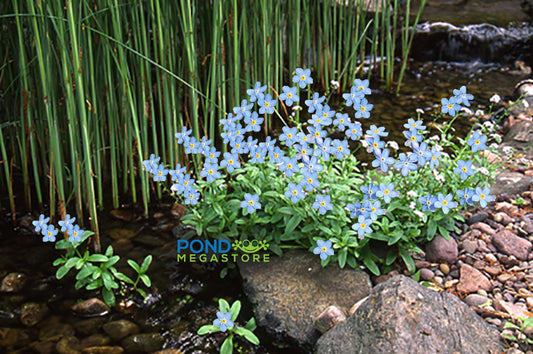 Forget Me Nots, Blue <br> (Myosotis scorpioides) <br> Winter Hardy / Shade loving - pondmegastore