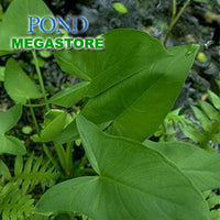 Arrow Arum <br> (Peltandra Virginica) <br> - pondmegastore