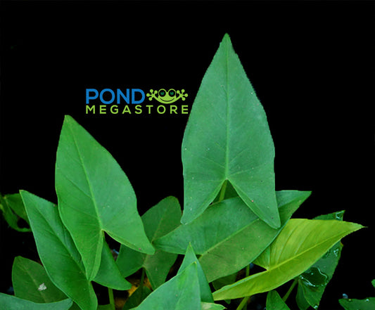 Arrow Arum <br> (Peltandra Virginica) <br> - pondmegastore