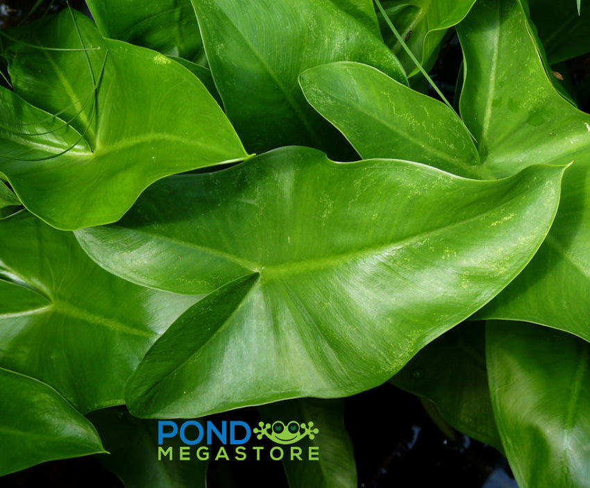 Arrow Arum <br> (Peltandra Virginica) <br> - pondmegastore