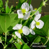 Arrowhead (Native Sagittaria Latifolia ) <br>Also known as Duck Potato / Katniss  <br> THIS SHIPS IN SPRING & SUMMER