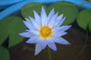 August Koch, Blue Water Lily
