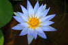 August Koch, Blue Water Lily