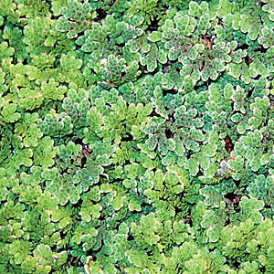 Azolla Caroliniana, Fairy Moss<br> Huge 1/2 lb portion! - pondmegastore