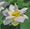 Baby Doll Lotus <br> Medium  Delightful, white blooms!