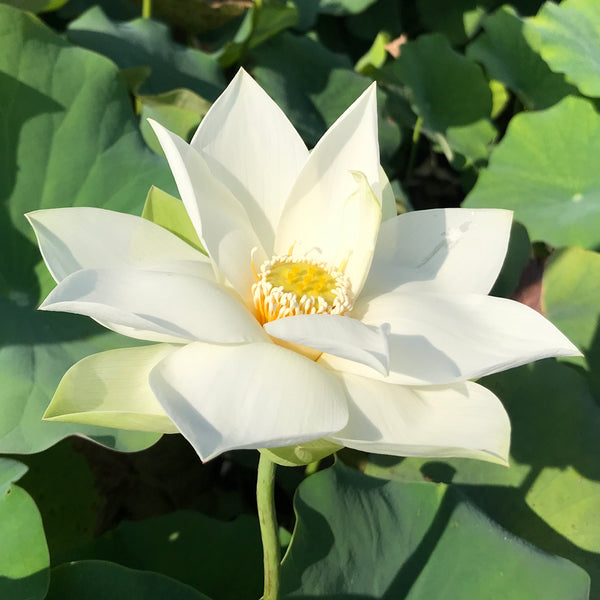 Water Garden Lotus, Baby Doll Lotus– Pond Megastore