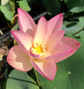 Beautiful Dancer Lotus  <br> Dwarf/Bowl Heavy Bloomer! Early Bloomer!