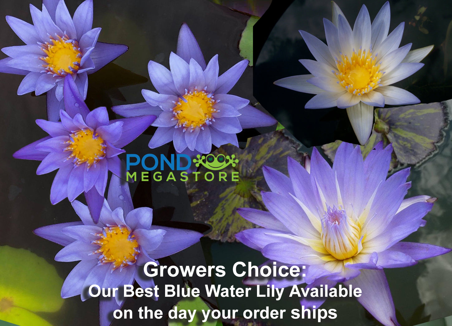 Grower's Choice Blue Water Lily <br> Day Bloomer <br> We choose current nicest plant in the color spectrum <br> Available Early Spring 2020 - pondmegastore