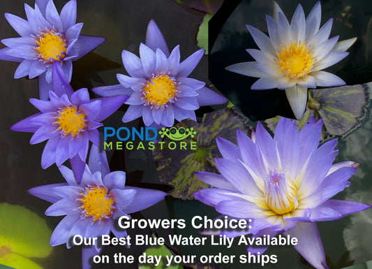 Grower's Choice Blue Water Lily <br> Day Bloomer <br> We choose current nicest plant in the color spectrum <br> Available Early Spring 2020 - pondmegastore