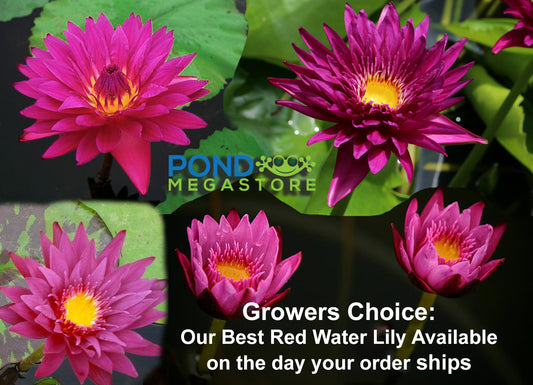 Grower's Choice Red Water Lily <br> Day Bloomer <br> We choose current nicest plant in the color spectrum <br> Available Early Spring 2020 - pondmegastore