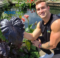 Black Coral Taro <br> (Colocasia) <br> - pondmegastore