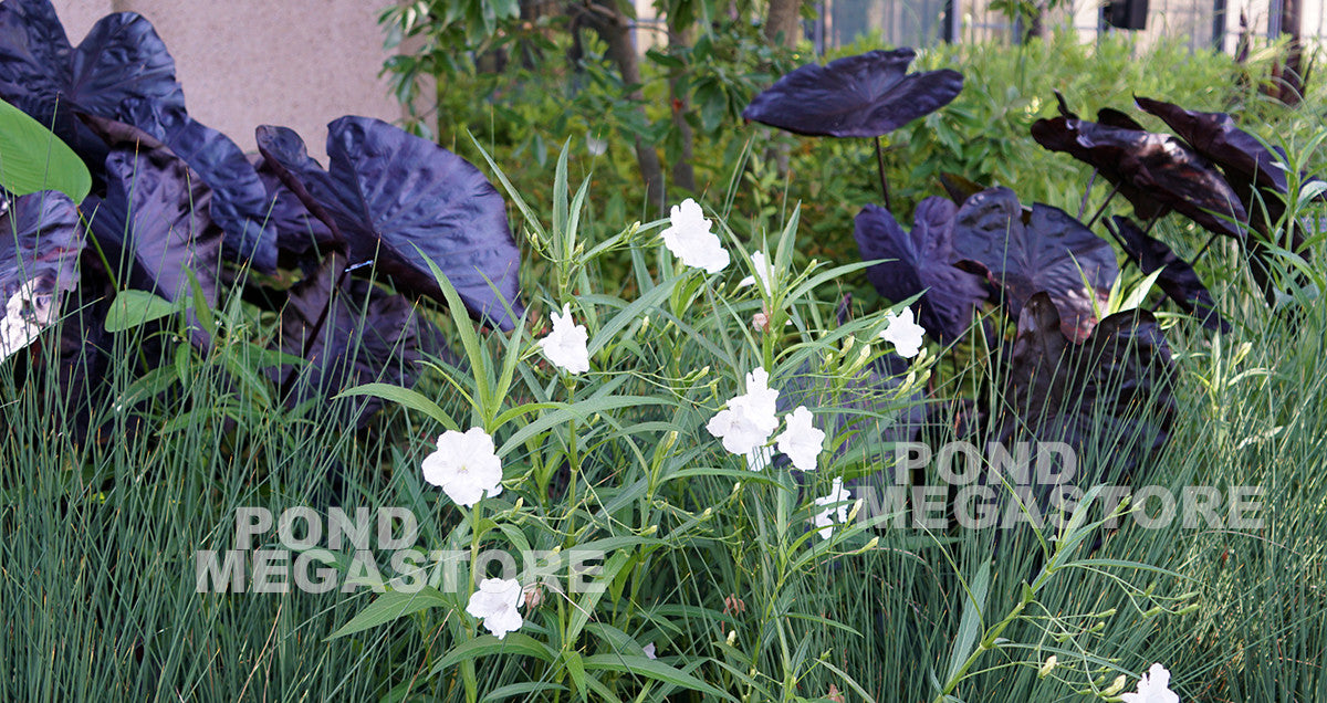 Black Coral Taro <br> (Colocasia) <br> - pondmegastore