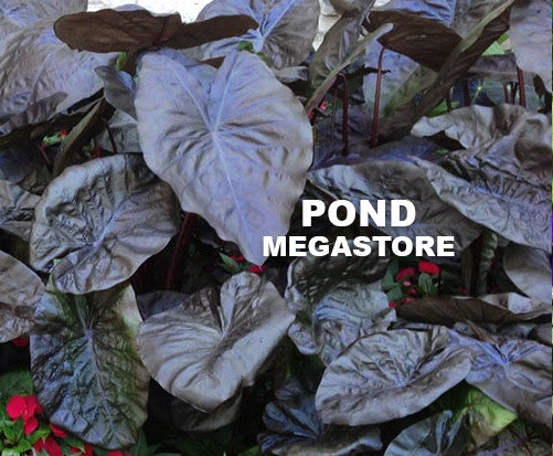 Black Coral Taro <br> (Colocasia) <br> - pondmegastore
