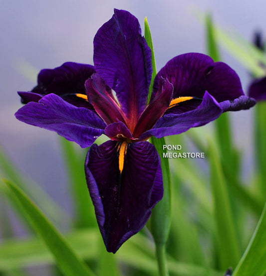 Black Gamecock, Louisiana Iris <br> - pondmegastore