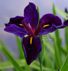 Black Gamecock, Louisiana Iris <br>