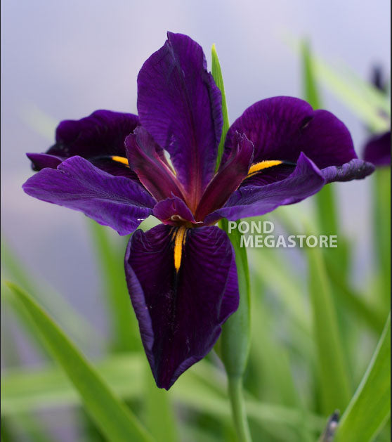 Black Gamecock, Louisiana Iris <br> - pondmegastore