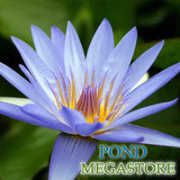 Blue Beauty Waterlily <br> Medium-Large, Day Bloomer - pondmegastore