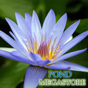 Blue Beauty Waterlily <br> Medium-Large, Day Bloomer - pondmegastore