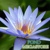 Blue Beauty Waterlily <br> Medium, Top 10 Waterlily!