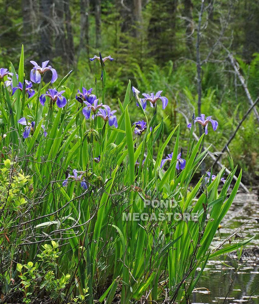 Blue Flag Iris, Native Pond PlantsAvailable most of the year. Pond