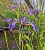 Blue Flag Iris, Native Pond Plants<br>Available most of the year.